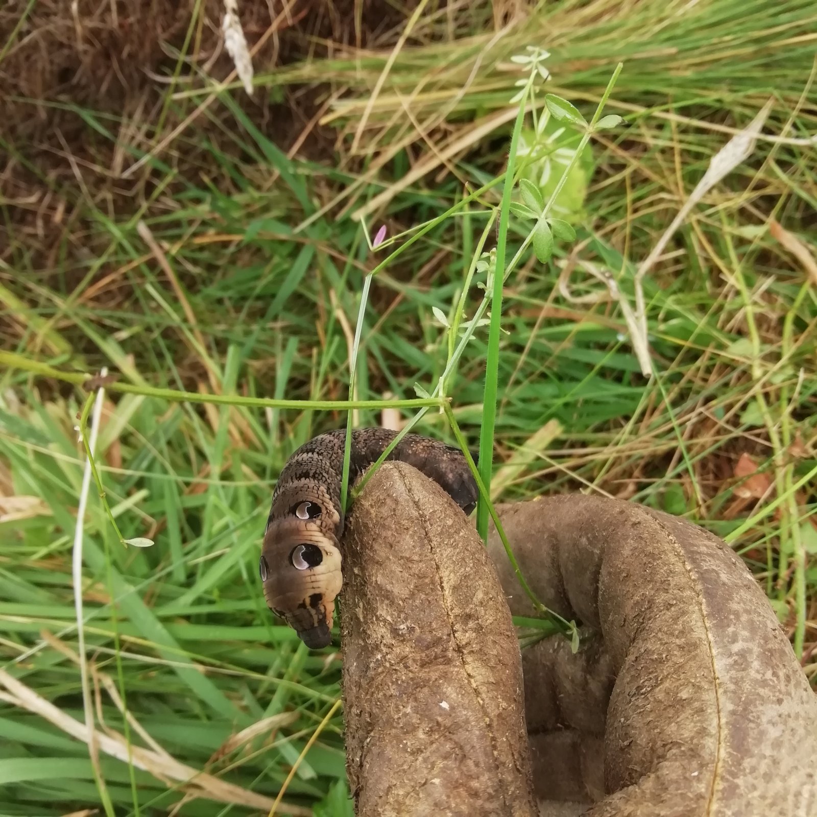 elephant hawk moth catterpillar.jpg