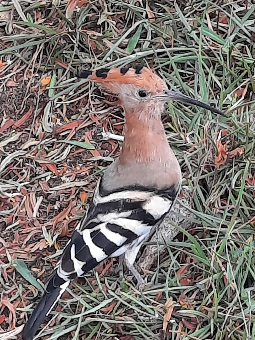 Hoopoe.jpeg