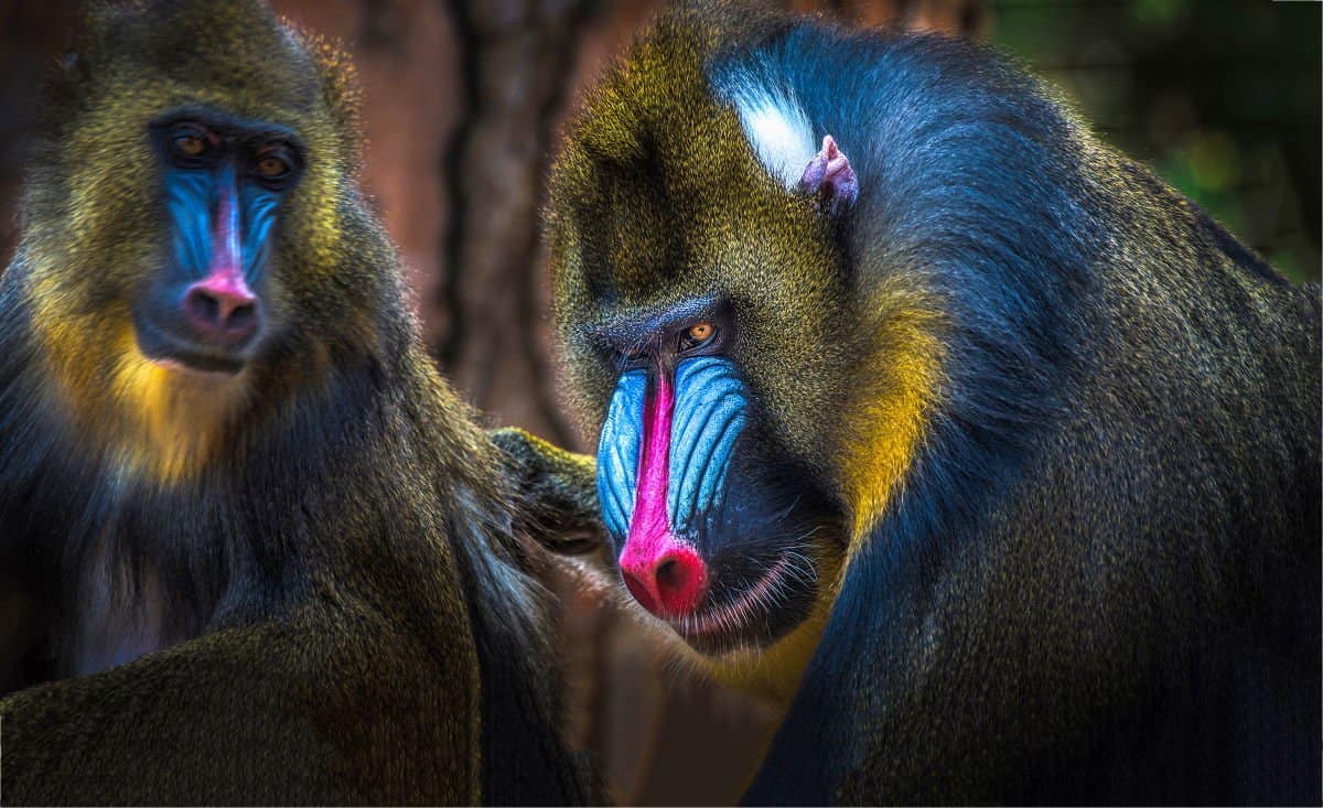 mandrill-family-portrait.jpg