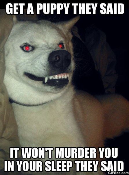 MEME-Evil-Puppy.jpg