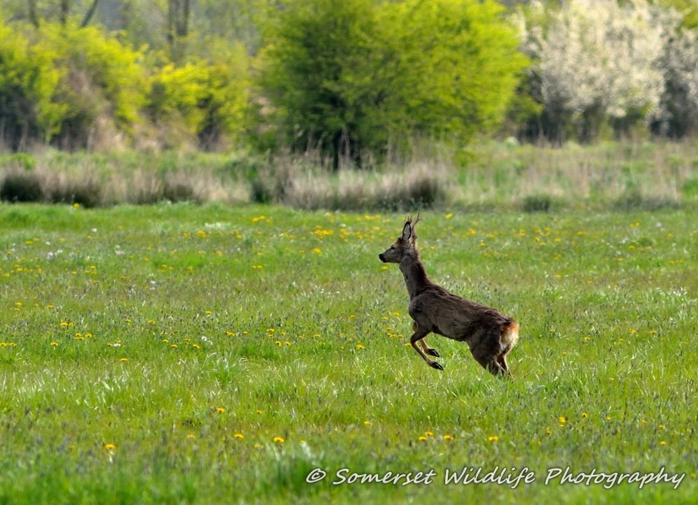 Springing - Spring Time Deer Roe Deer - Capreolus capreolus (2) - Copy.JPG