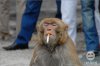 86407_monkeysmokecig.jpg