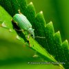 Weevil - Green Nettle Weevil - Phyllobius pomacues (3).jpg