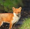 Red Fox - Vulpes vulpes (6).JPG