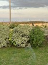 IMG_0031.jpeg