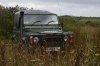 Landy in grass lz.jpg