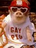 gay_pig-12442.jpg