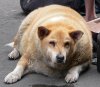 LO2 Blog - Fat Dog-thumb.jpg