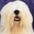 dulux dog