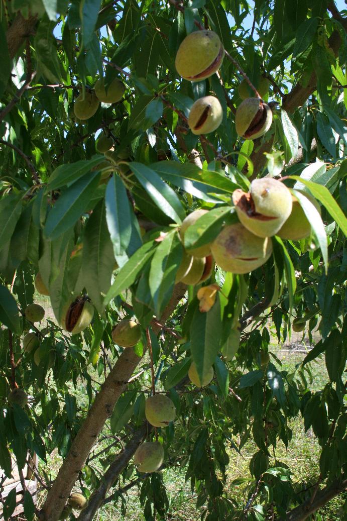 almondbunches.jpg