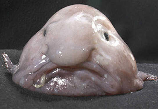 blobfish122way_custom-dd3fcd75ff56be0187f975e6bdcff58fc8188863-s1100-c50.jpg