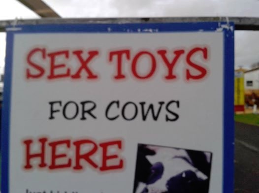 cowtoys.jpg