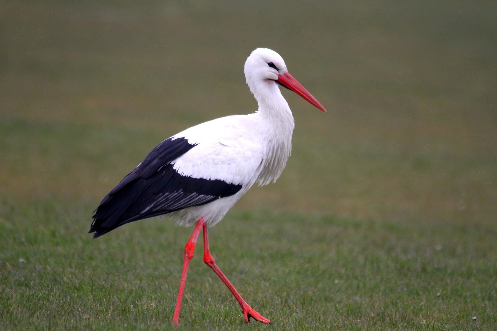 WhiteStork3.jpg