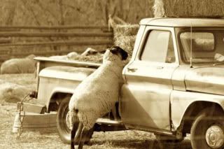 sheeptruck1.jpg