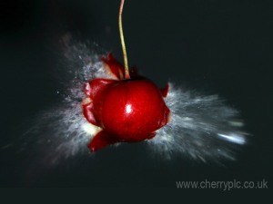 gte3643_exploding-cherry-wallpaper.jpg