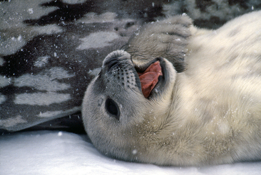 Weddell_seal1.jpg