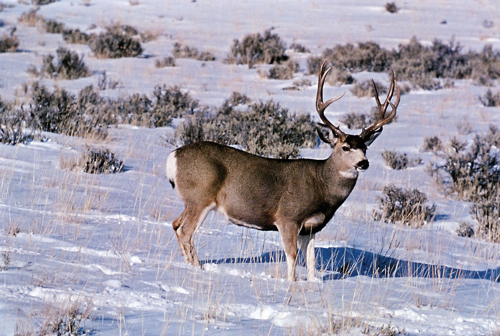 Mule-deer-buck.jpg