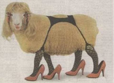 sexy_sheep.jpg