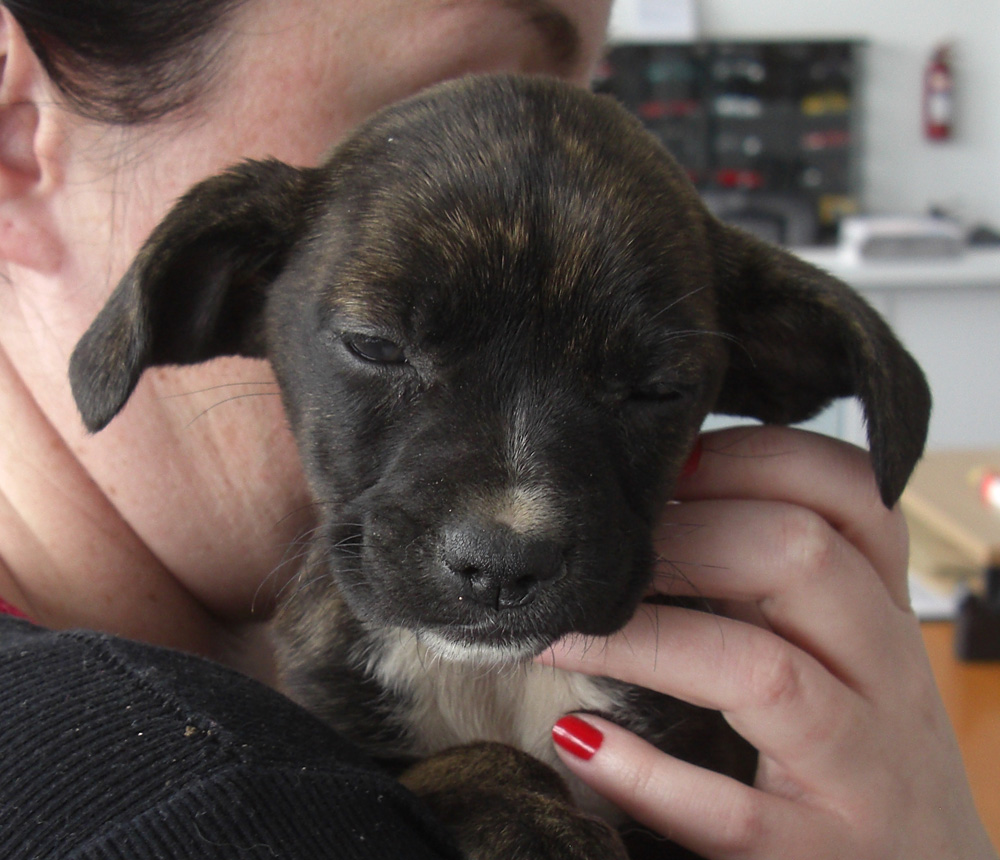 puppy14.jpg