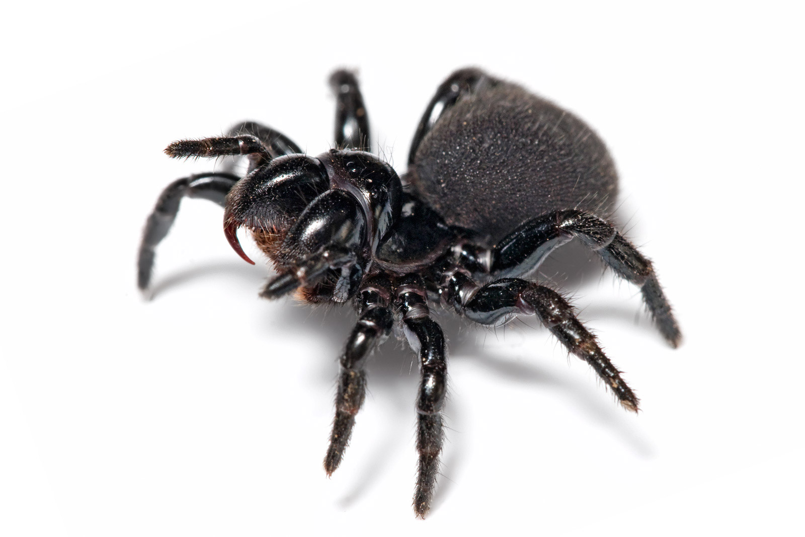 Mouse_spider.jpg