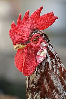 220px-Rooster_portrait2.jpg