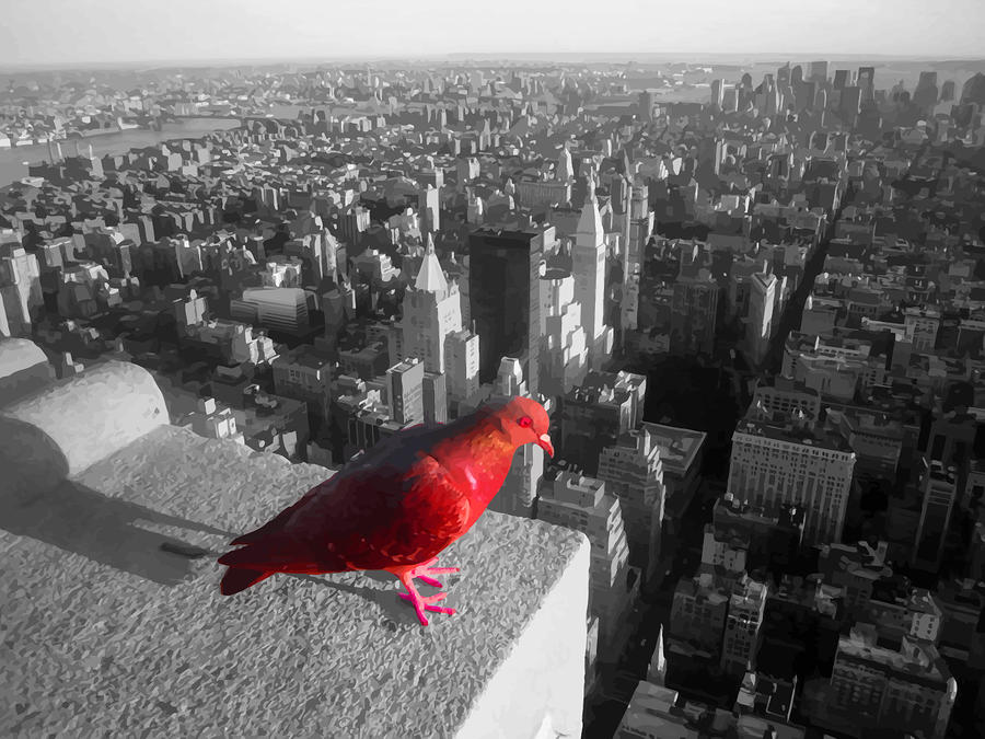 new-york-red-pigeon-peter-oconor.jpg