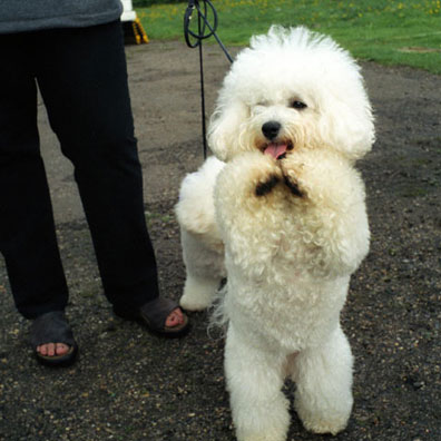 poodle.jpg