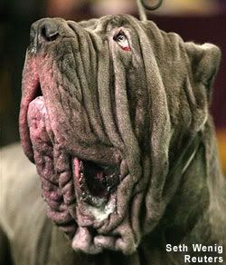 wrinkled_dog.jpg