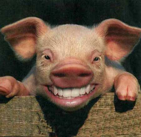 happy-pig1.jpg