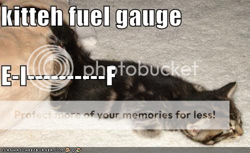 funny-pictures-kitten-is-almost-out-of-fuel.jpg