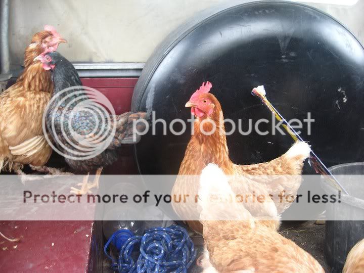 hens.jpg
