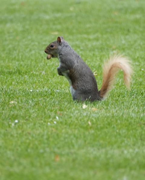 grey_squirrel_blonde_tail.jpg