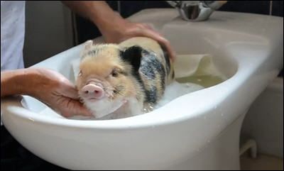 micropigbathes_zps535444c5.jpg