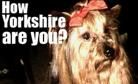 yorkshire_terrier_270.jpg